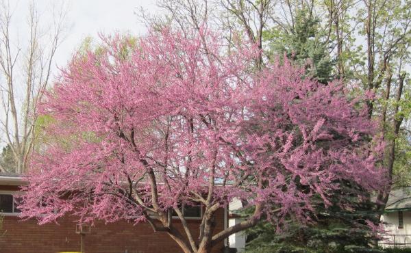 St Vrain Arbor Care