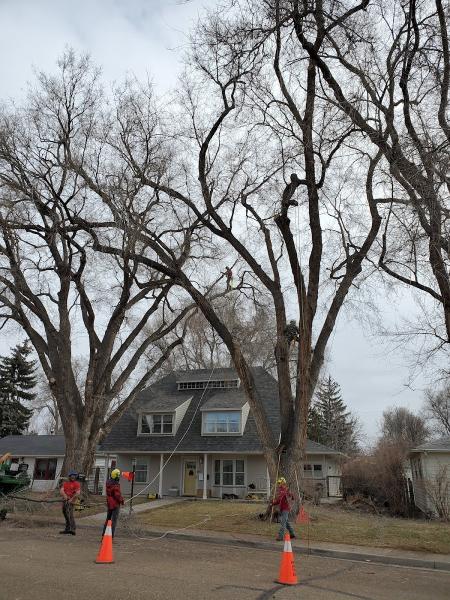 St Vrain Arbor Care