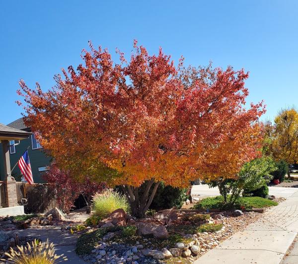 St Vrain Arbor Care