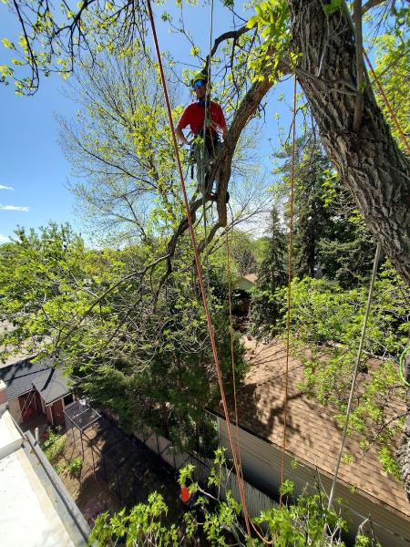 St Vrain Arbor Care