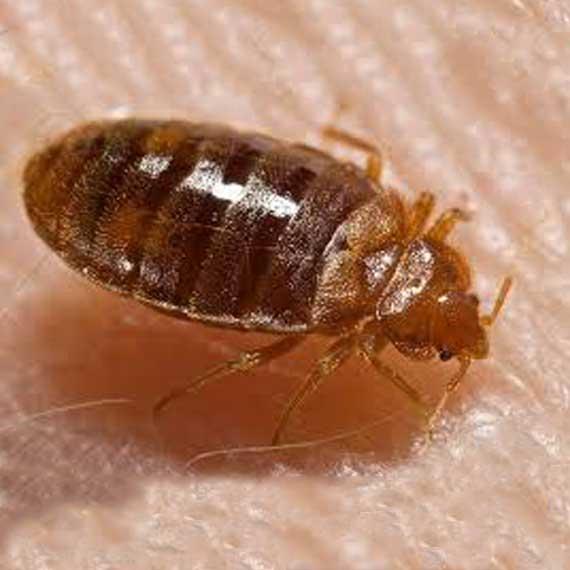 DSR Pest Management Inc.