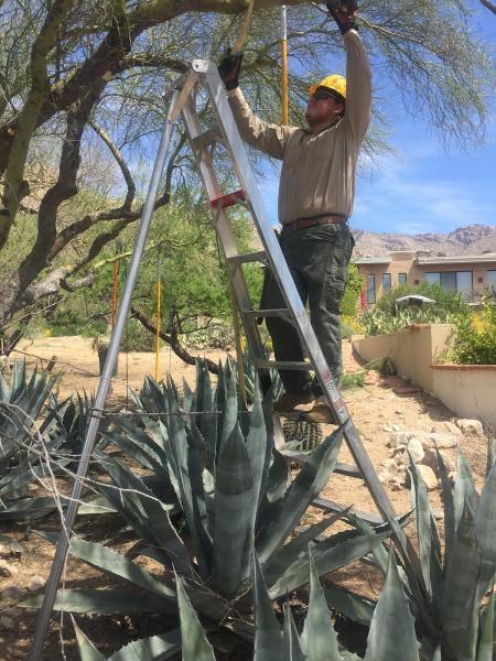 Romeo Tree Service