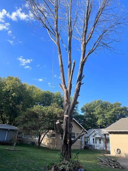 Gomez Lawn Tree