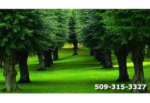 Tree Service Spokane