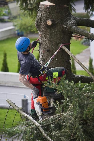 Tree Service Spokane