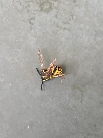 Advantage Pest Management