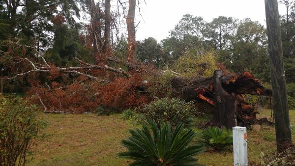 Champion Lawn & Tree Service LLC
