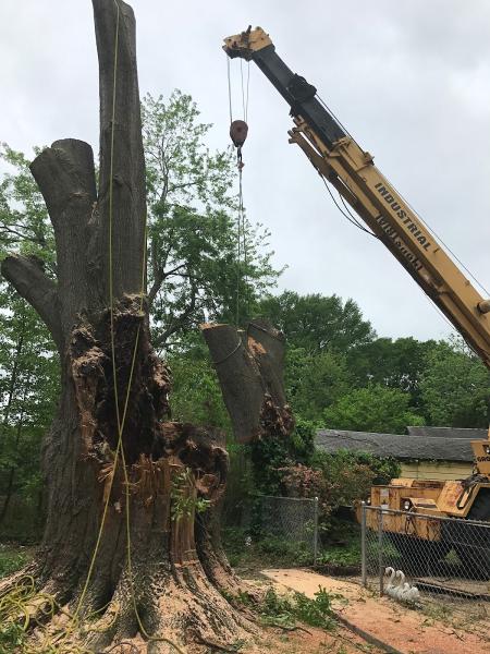 Chop Chop Tree Service