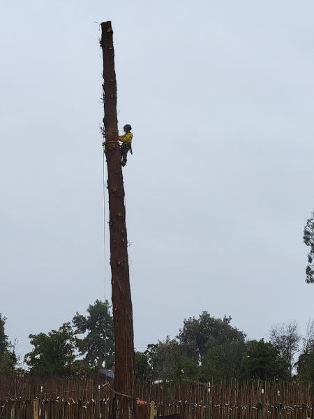 Nova Tree Solutions