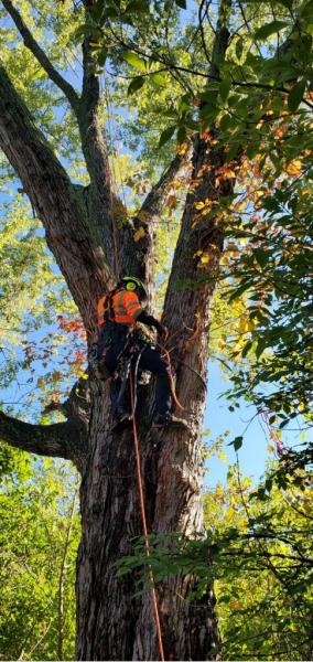 Tree Lion LLC
