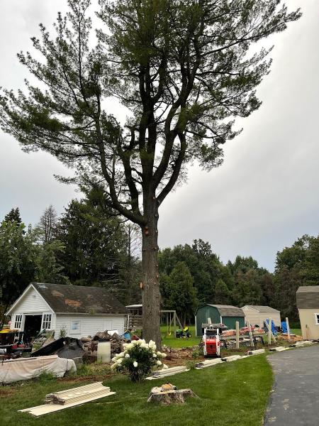 Tree Lion LLC