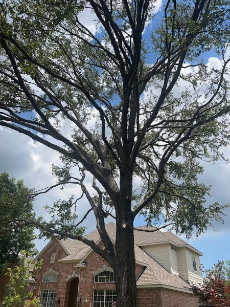 Lumberjack Tree Service