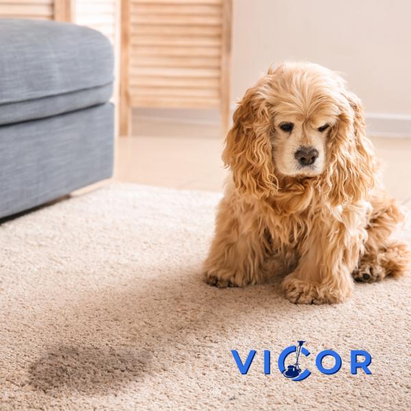 Vicor Floor Care