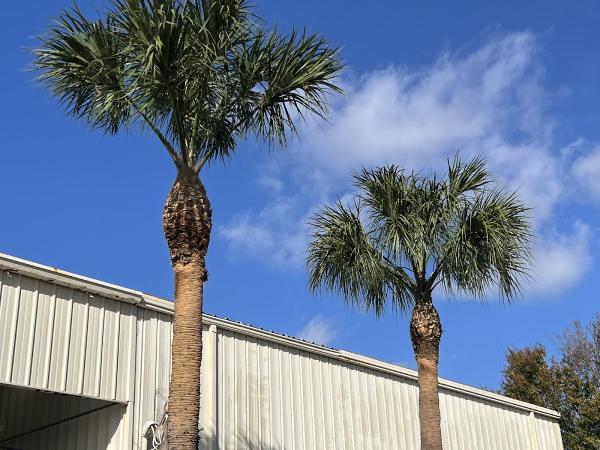 Top Shelf Tree Service & Landscaping