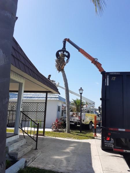 Top Shelf Tree Service & Landscaping