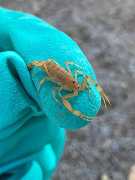Responsible Pest & Scorpion Control