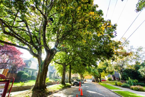 Urban Forest Pro