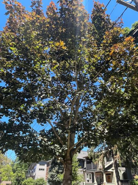 Urban Forest Pro