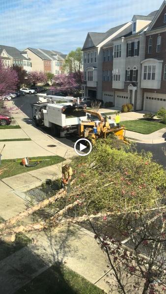Bush Creek Tree Service