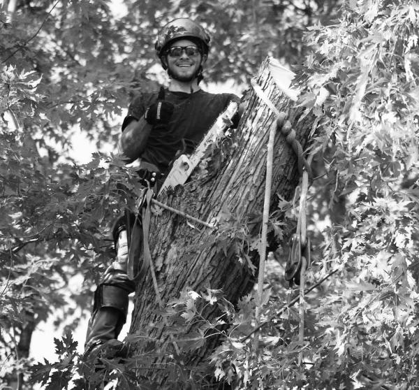 Greens Tree Experts