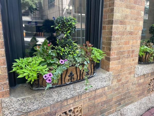 Creative Interior Plantscapes