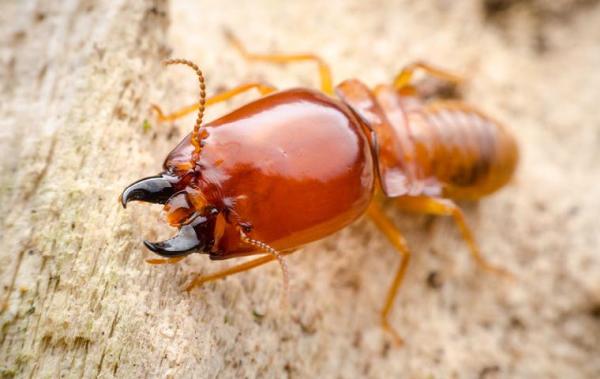 Bugbros Pest Control Tulsa