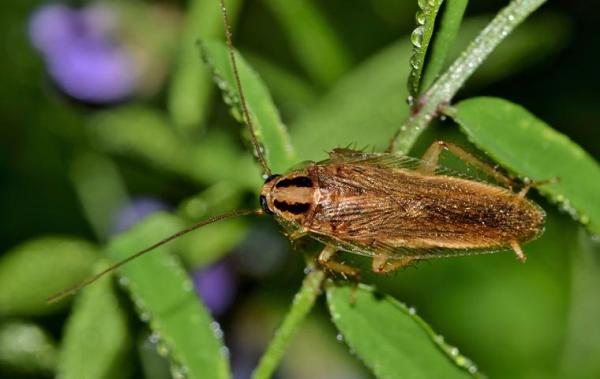 Bugbros Pest Control Tulsa