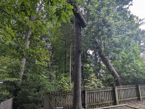 Bobs Tree Service