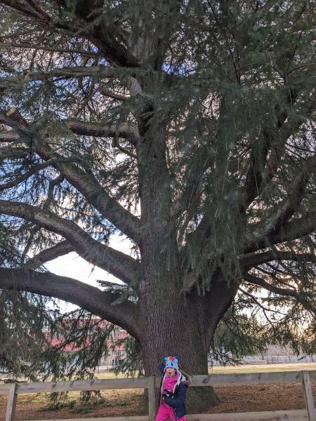 Bobs Tree Service