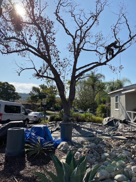 Ocean Beach Arborists