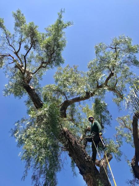 Ocean Beach Arborists