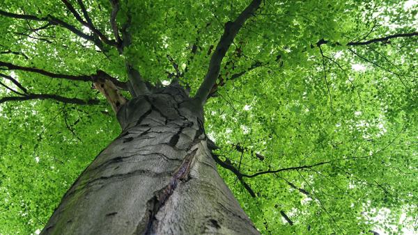 Jim's Treewright