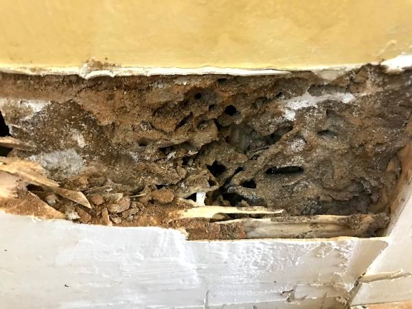 All Pro Pest Services