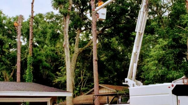 Whites Tree Services