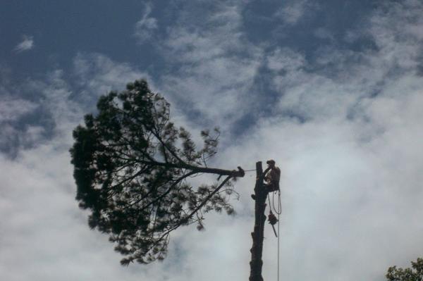 Todd Pate Tree Service