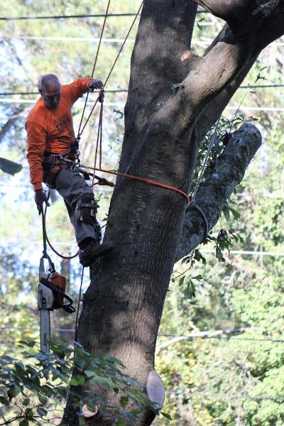 Todd Pate Tree Service