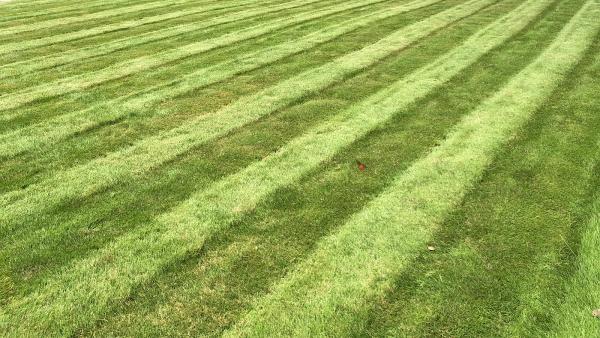 Supreme Lawn Care