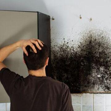 Westland Mold Inspection LLC