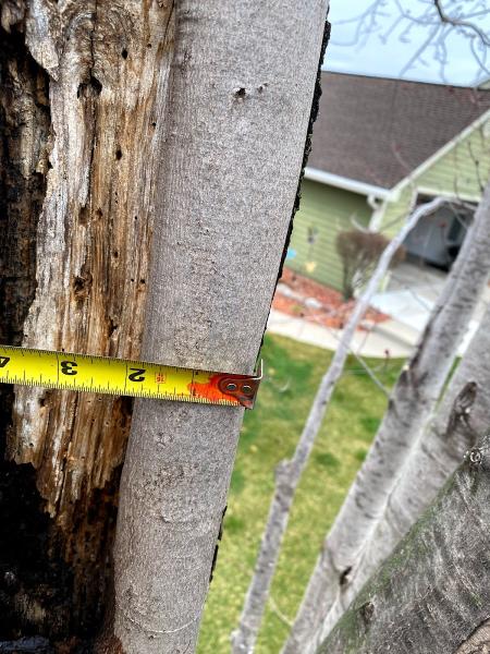 Olson Tree Care