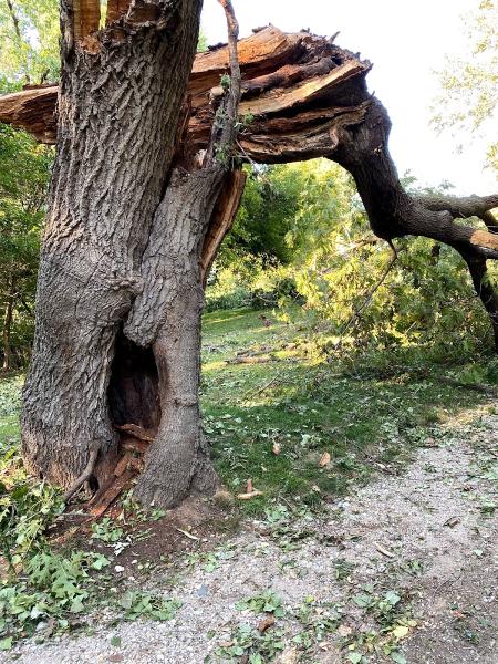 Olson Tree Care
