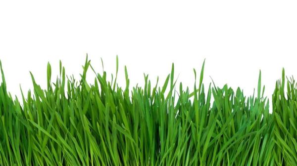 Rutland Turf Care