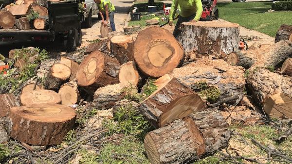 Tree Service Pros