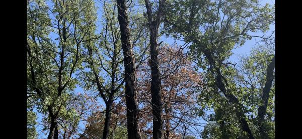 Tree Service Pros