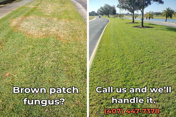 Termite Lawn and Pest