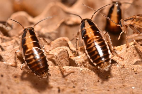 Termite Lawn and Pest