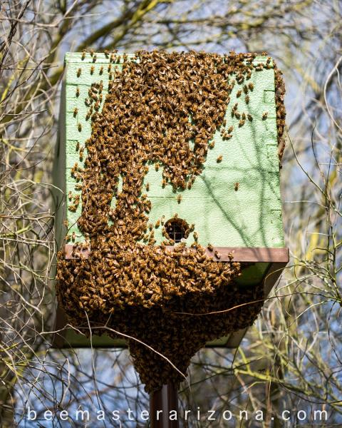Beemaster Inc