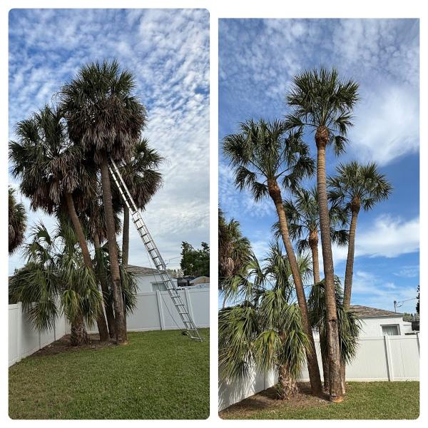 Weave's Tree Trimming