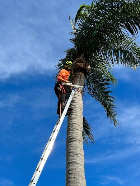 Weave's Tree Trimming