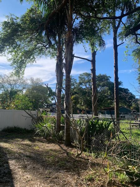 Weave's Tree Trimming