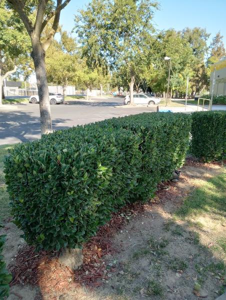 Landscape and Tree Company
